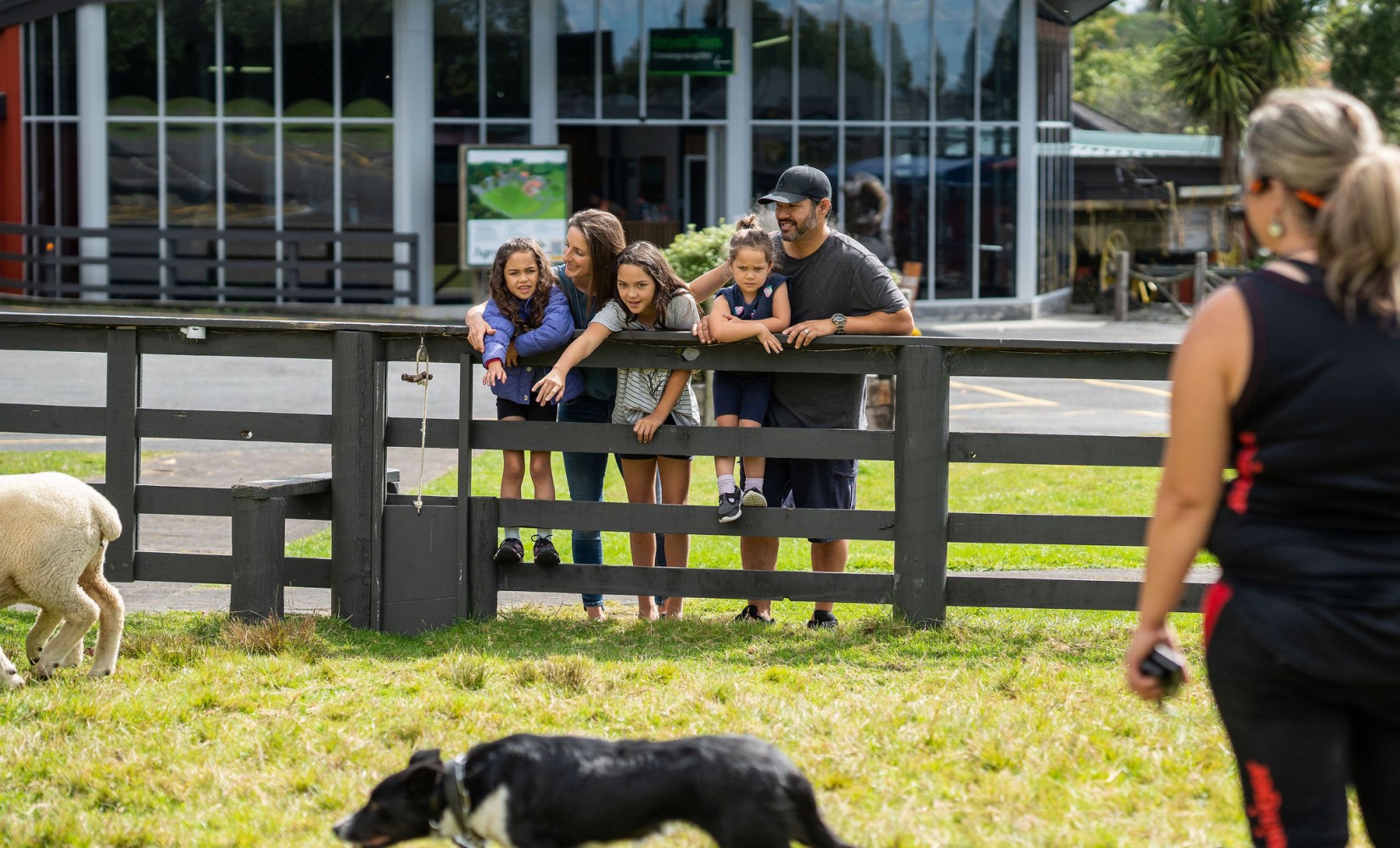  The image shows a family of five leaning over a wooden fence, eagerly watching a sheepdog herding demonstration in a grassy area. The parents and three children are smiling and engaged with the action happening in front of them. In the foreground, a shee
