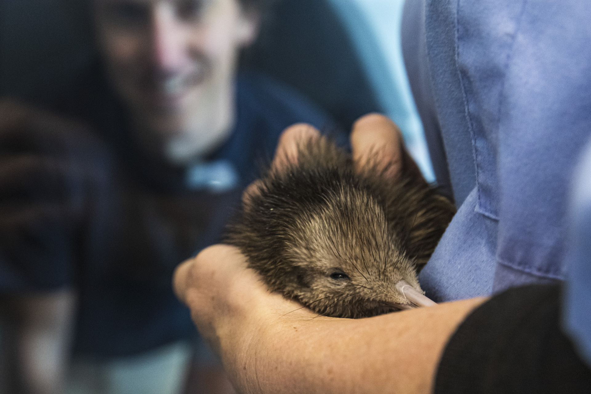 Hero Low Res 2024 Kiwi Hatchery Promo 9182