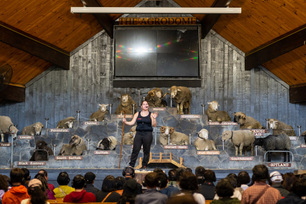 Stage at Agrodome with sheep and presenter